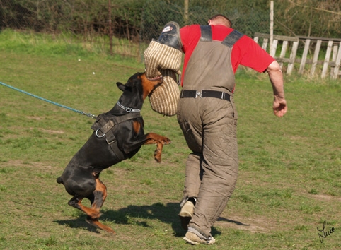 Paradiz Ronado One Perla - training 26. 3. 2007